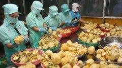 越南是世界15大農(nóng)產(chǎn)品出口國之一